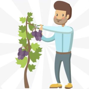 Group logo of Enologi